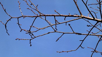 Prunus sargentii 'Charles Sargent