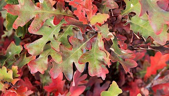Quercus bimundorum 'Crimson Spire'