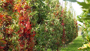 Quercus  x bimundorum 'Crimson Spire'