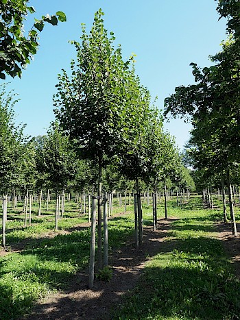 Tilia cordata 'Greenspire'