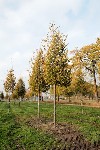 Tilia cordata 'Greenspire'