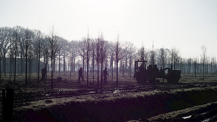 Rooien van bomen in de kwekerij in de vroege ochtend