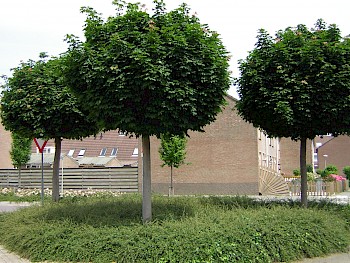 Acer platanoides 'Globosum'