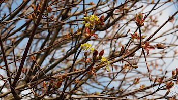 Acer platanoides 'Globosum'