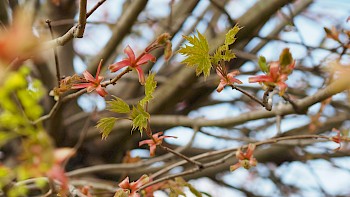 Acer platanoides 'Globosum'