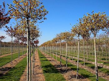 Acer platanoides 'Globosum'