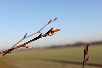 Fagus sylvatica 'Bornyensis'
