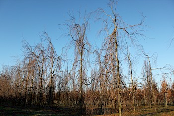 Fagus sylvatica 'Bornyensis'
