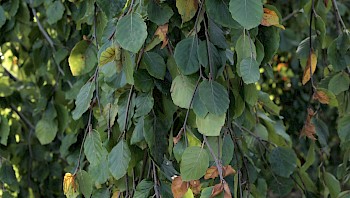Fagus sylvatica 'Bornyensis'