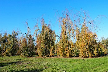 Fagus sylvatica 'Bornyensis'