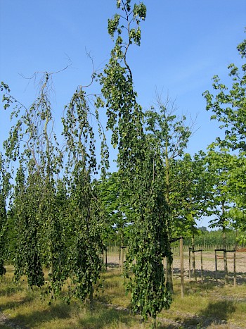 Fagus sylvatica 'Bornyensis'