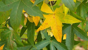 Liquidambar styraciflua 'Slender Silhouette'