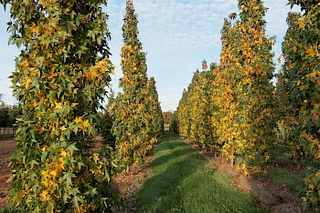 Liquidambar styraciflua 'Slender Silhouette'
