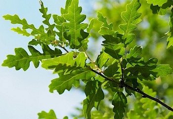 Quercus cerris 'Marvellous'
