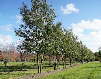 Quercus cerris 'Marvellous'