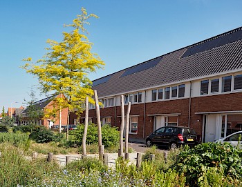 Gleditsia triacanthos 'Sunburst'