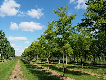 Gleditsia triacanthos 'Sunburst'