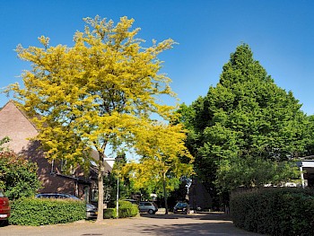 Gleditsia triacanthos 'Sunburst'