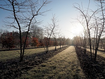 Gleditsia triacanthos 'Sunburst'