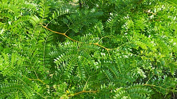 Gleditsia triacanthos 'Sunburst'