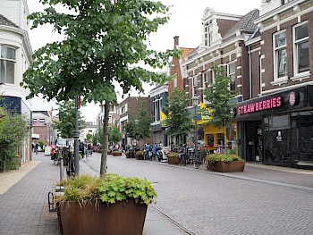 Tilia mongolica 'Buda'