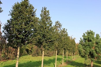 Ilex x aquipernyi 'Dragon Lady'