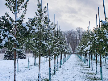 Ilex x aquipernyi 'Dragon Lady'