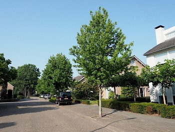 Liquidambar styraciflua 'Worplesdon'