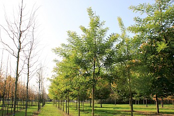 Styphnolobium japonicum 'Regent'