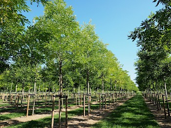 Styphnolobium japonicum 'Regent'