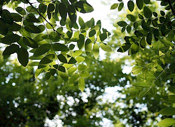 Styphnolobium japonicum 'Regent'