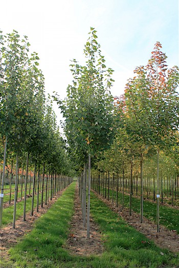Acer freemanii 'Armstrong Two'
