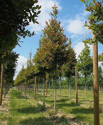 Nyssa sylvatica 'Wildfire'
