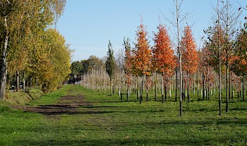Nyssa sylvatica 'Wildfire'