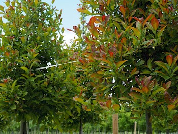 Nyssa sylvatica 'Wildfire'