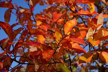 Nyssa sylvatica 'Wildfire'