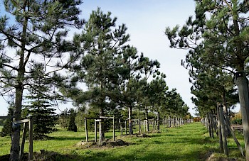 Pinus nigra subsp. nigra