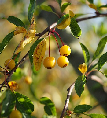 Malus toringo 'Brouwers Beauty'