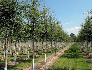 Malus toringo 'Brouwers Beauty'