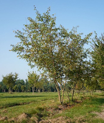 Malus toringo 'Brouwers Beauty'