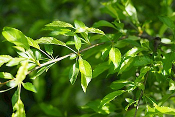 Malus toringo 'Brouwers Beauty'