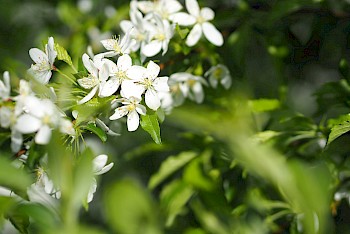 Malus toringo 'Brouwers Beauty'