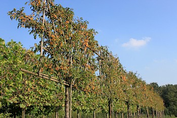 Malus toringo 'Brouwers Beauty'