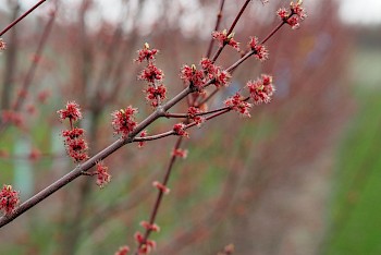 Acer rubrum 'Somerset'