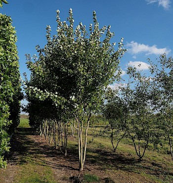 Acer rubrum 'Somerset'