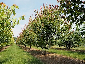 Acer rubrum 'Somerset'