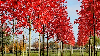 Acer rubrum 'Somerset'