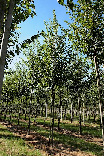 Ostrya carpinifolia 'F.C. Moree'