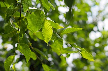 Ostrya carpinifolia 'F.C. Moree