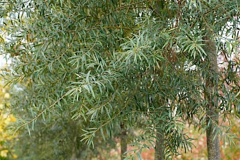 Hippophae salicifolia 'Robert'